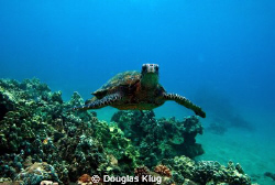 Crush. A green turtle off Makena Landing, Maui, Hawaii.  ... by Douglas Klug 
